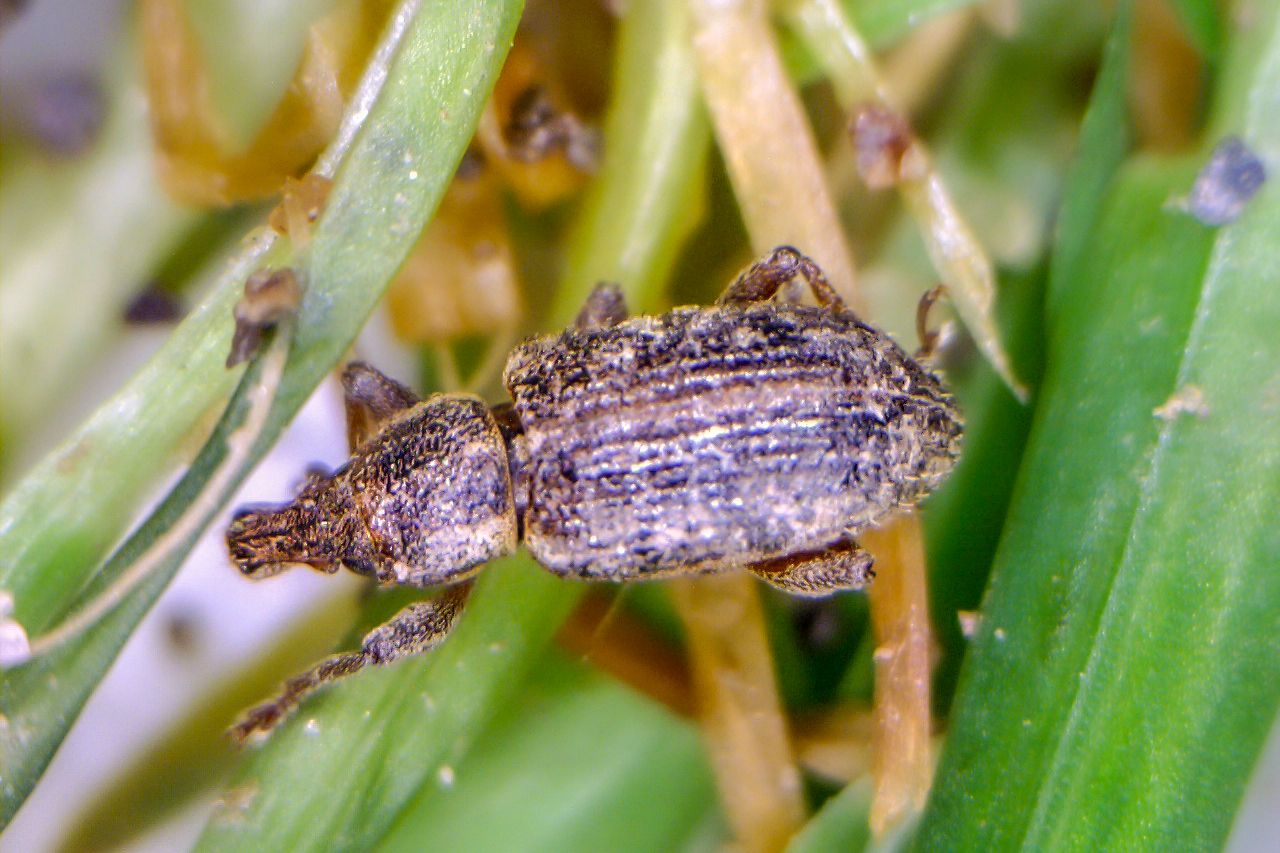 Bluegrass Weevils in Northwest Indiana