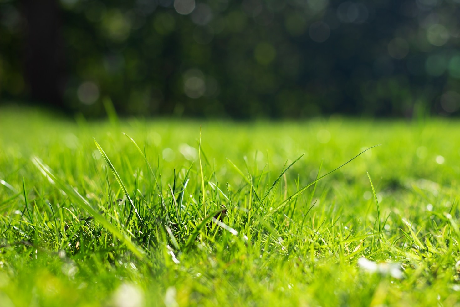 Spring Is Here — Is Your Lawn Ready?