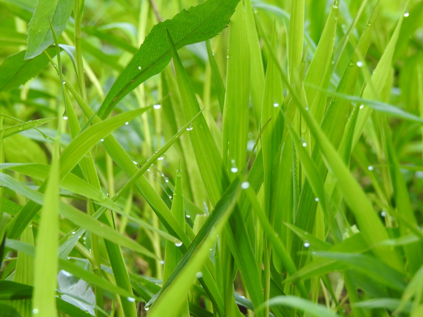 Spring into a Greener Lawn with GreenMaker!
