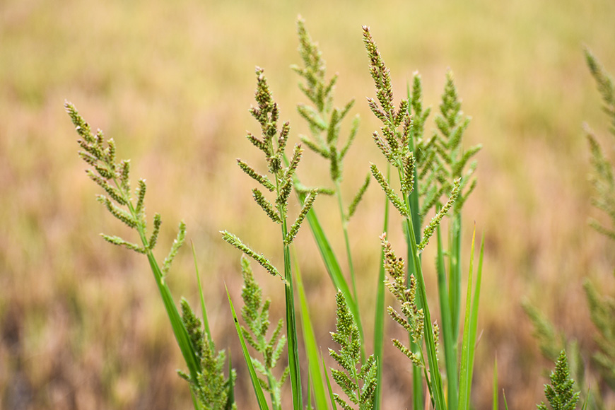 green weeds in brown grass