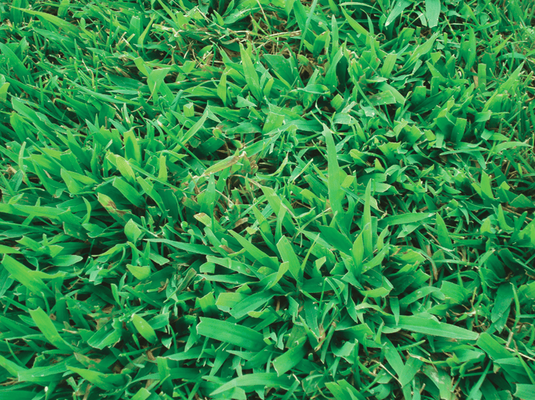 Why Crabgrass Is Still the Villain of Lawns in 2025