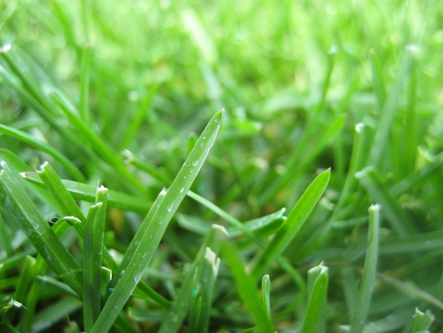 The Great Grass Debate