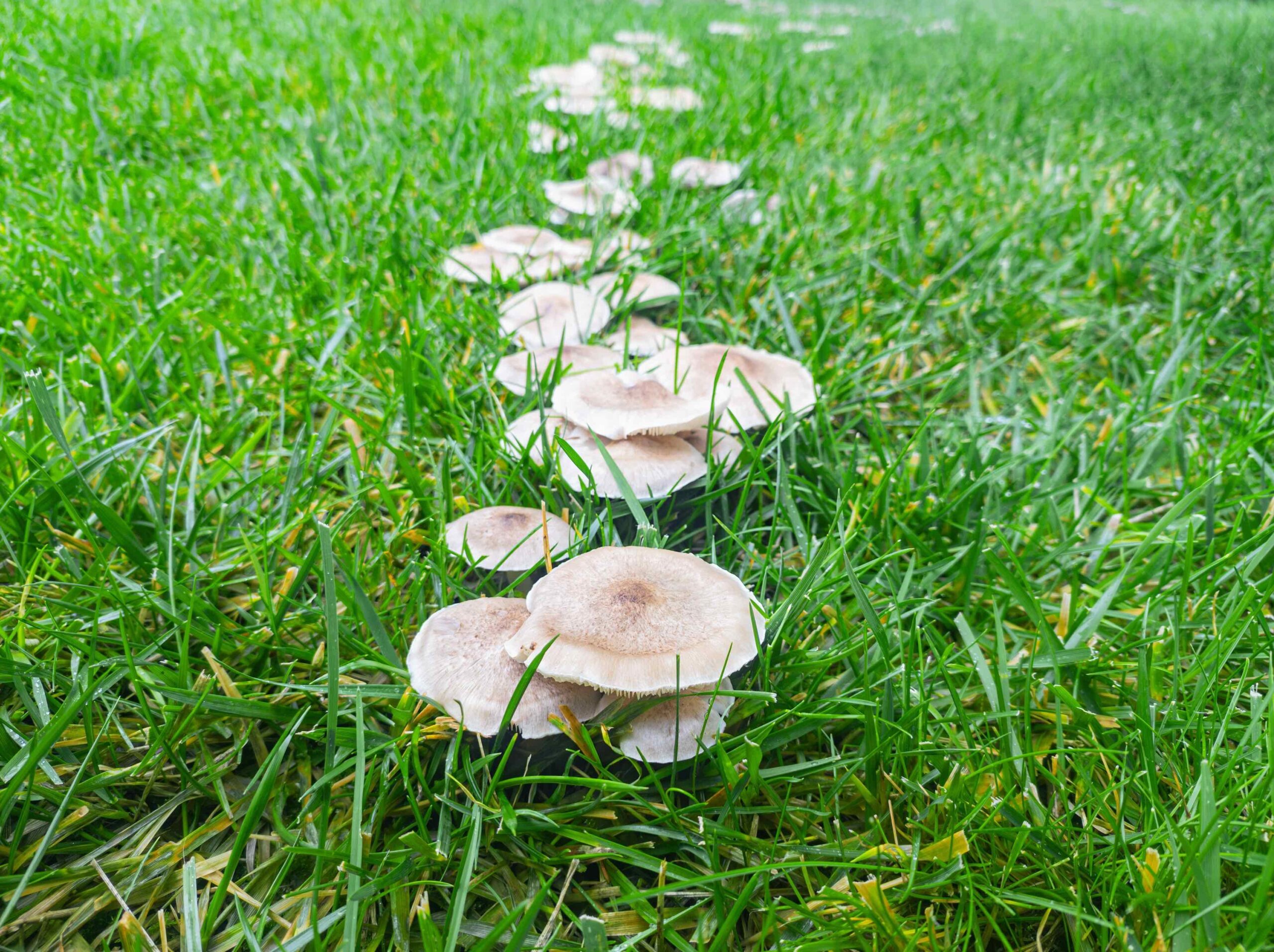 Summer–Fall 2025 Lawn Fungi Guide: What’s Turning Your Grass Yellow (and What to Do About It)