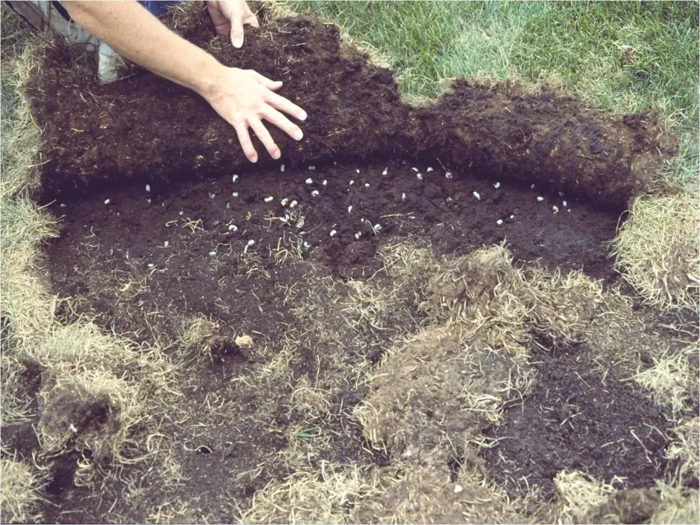 White Grubs Wreaking Havoc on Your Lawn? Here’s How to Fight Back